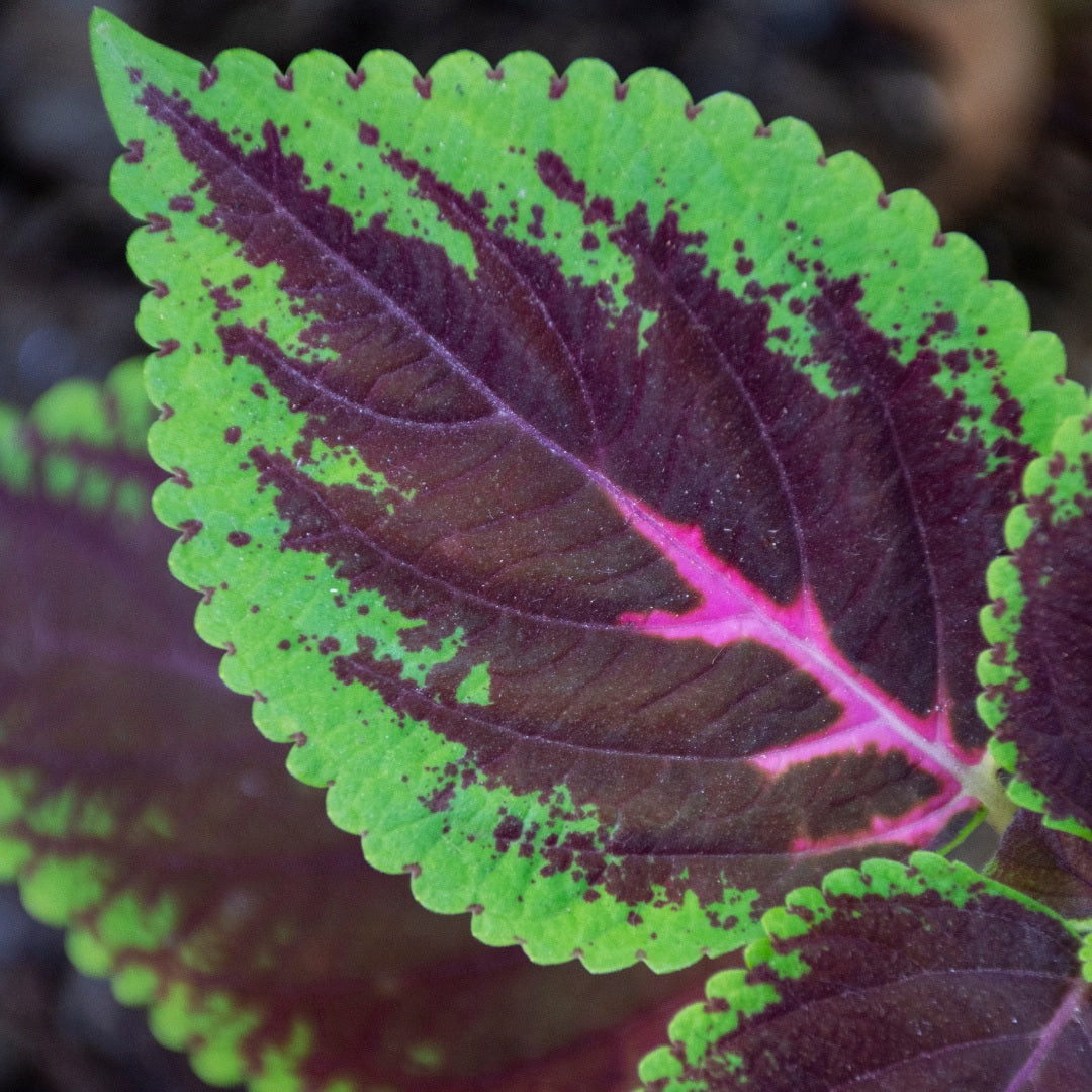 Coleus Forskohlii