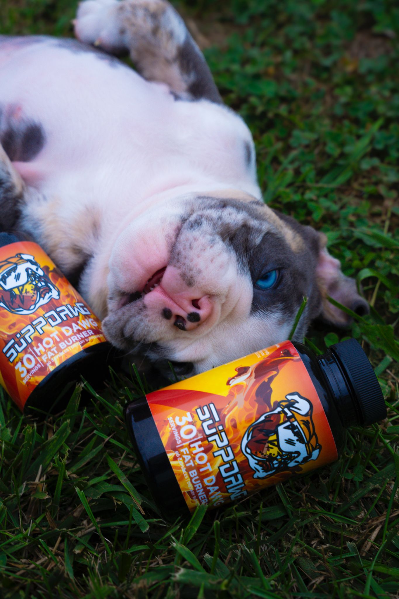 Bulldog resting beside two bottles of HotDawg energy and thermogenic support